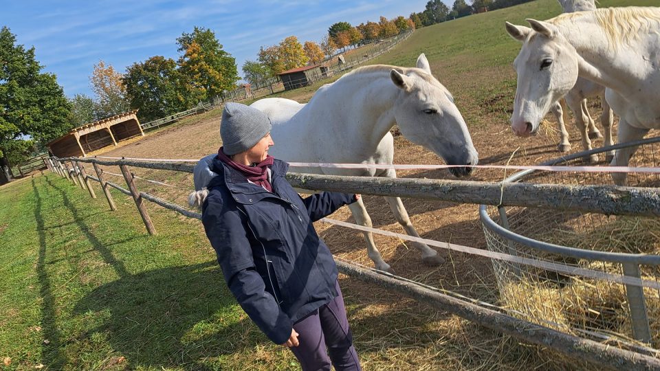 Starokladrubští koně z Benic jsou hodní a klidní