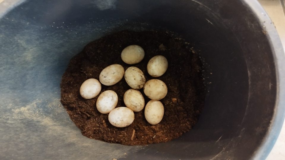 Želva barmská snesla 10 vajec
