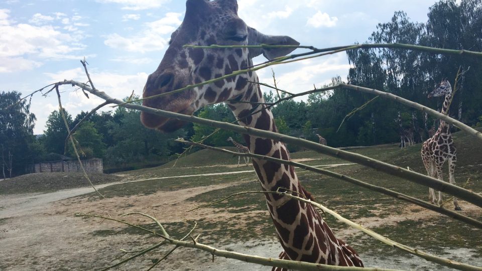 Žirafy patří k ozdobám Safari Parku Dvůr Králové nad Labem