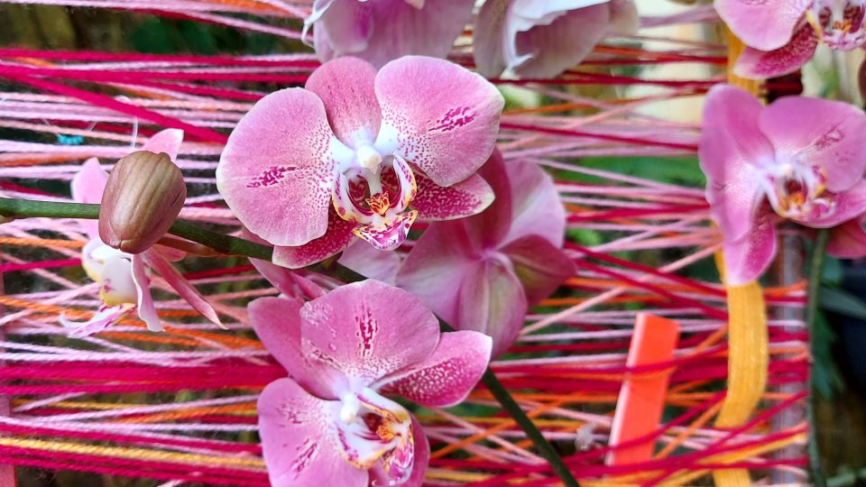 Orchideje - výstava ve skleníku Fata Morgana 2021
