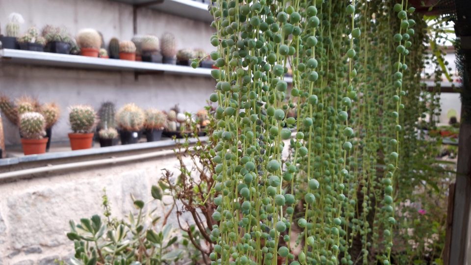 Rostliny ve skleníku kaktusáře Vladimíra Ježka tvoří originální záclony