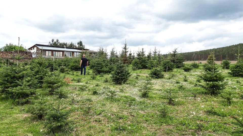 Na farmě vánočních stromků v Drážkově najdete vzrostlé stromky i nové sazeničky