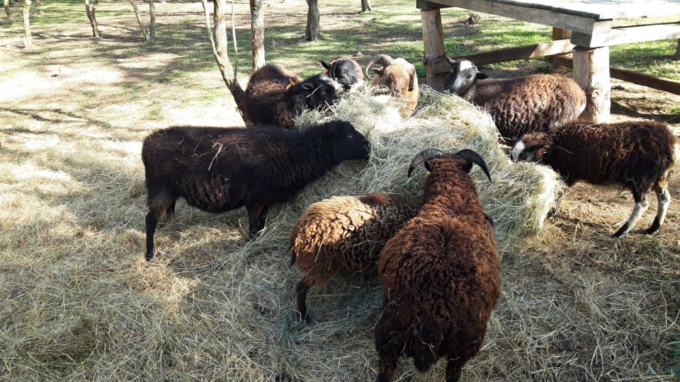 Na návštěvníky obůrky čekají ovečky, kozy, ale také klokan a dikobraz
