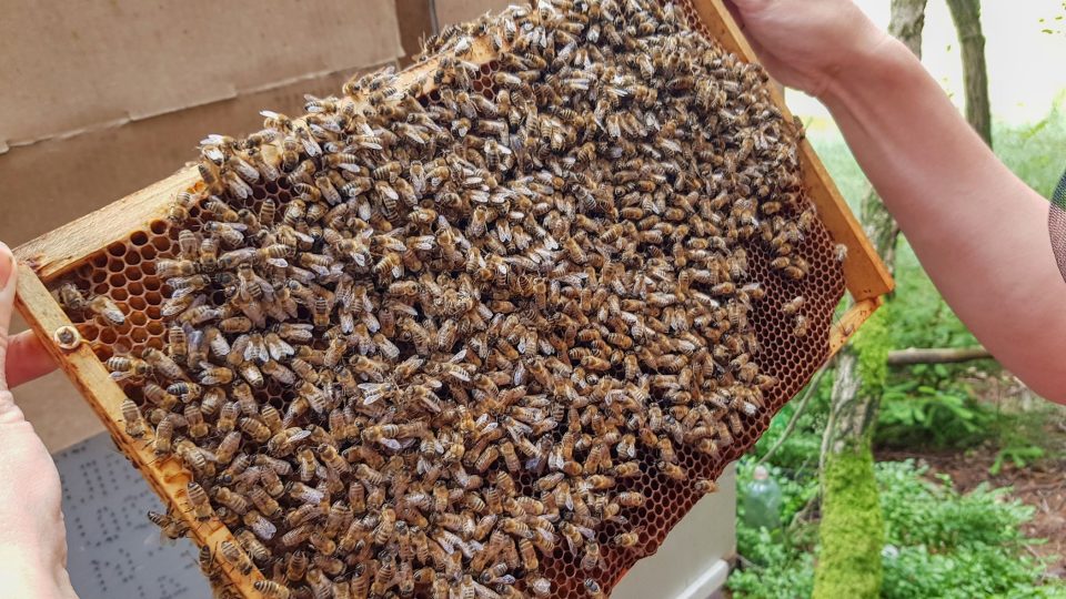 Včelařství se věnuje stále více mladých lidí