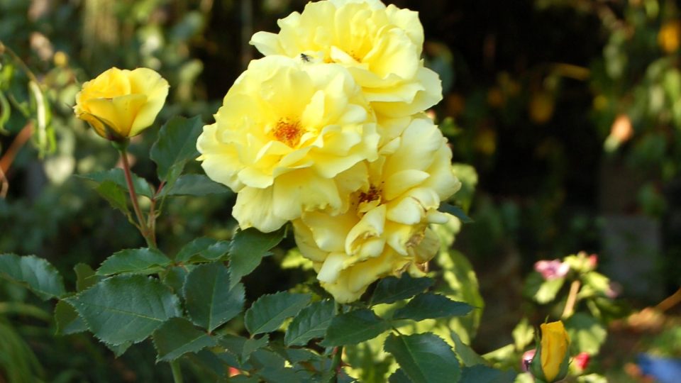 Růže Friesia, která nese označení ADR