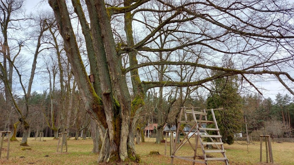 V areálu jsou dodnes původní stromy, které pamatují šlechtické kratochvíle