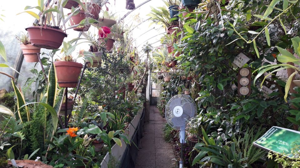 Zámecký zahradník Roman Kváč má na starosti i tropické rostliny ve skleníku