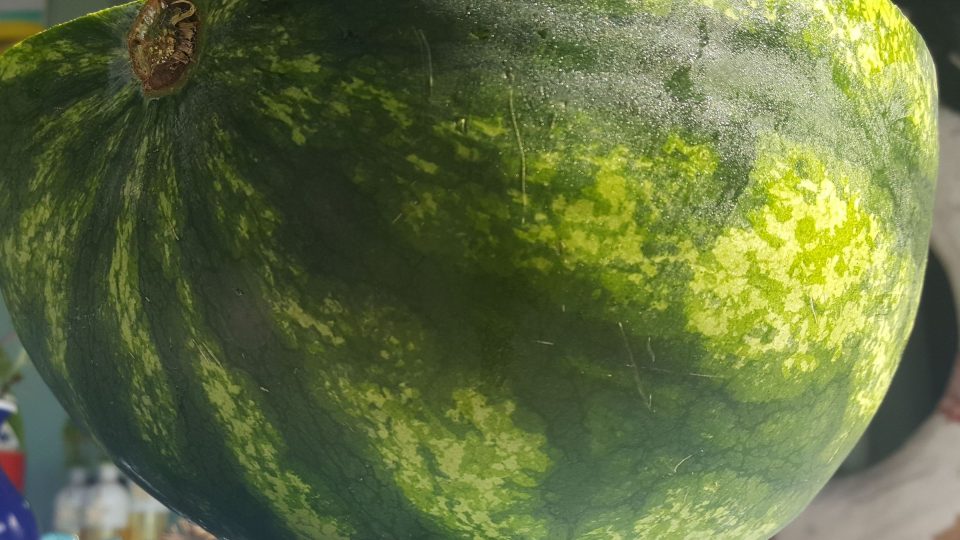 Povrch vodního melounu má typicky zelenou barvu se světlými a tmavými pruhy