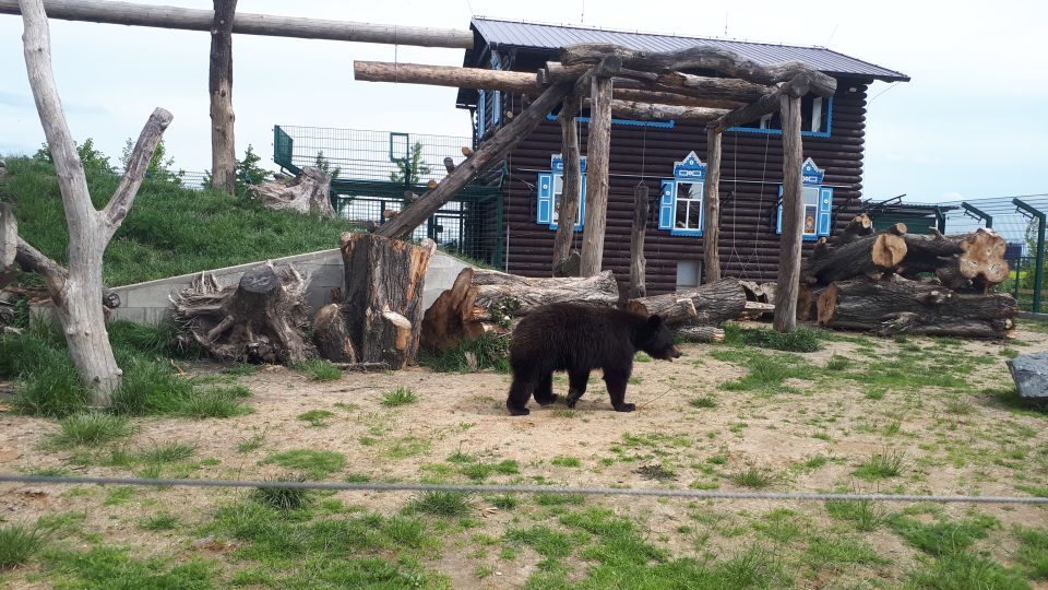 součástí výběhu v Medvědáriu je i dřevěný domek s vyhlídkou pro návštěvníky