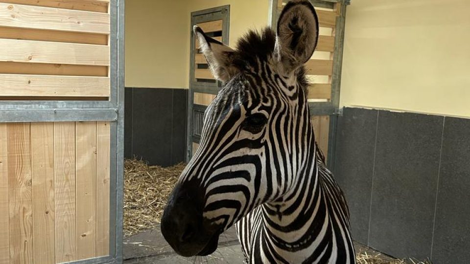 Samice Dory, zebra Böhmova, historicky první zebra v ZOO Chleby