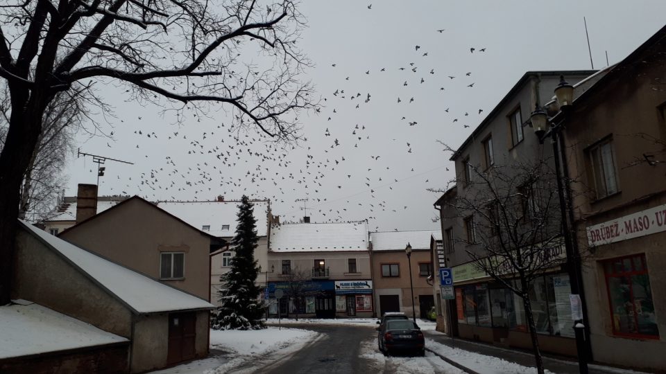 Na českobrodském náměstí pokračoval odstřel holubů
