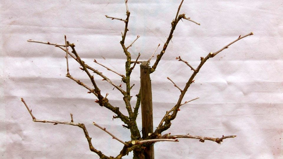 Stromek angreštu po řezu