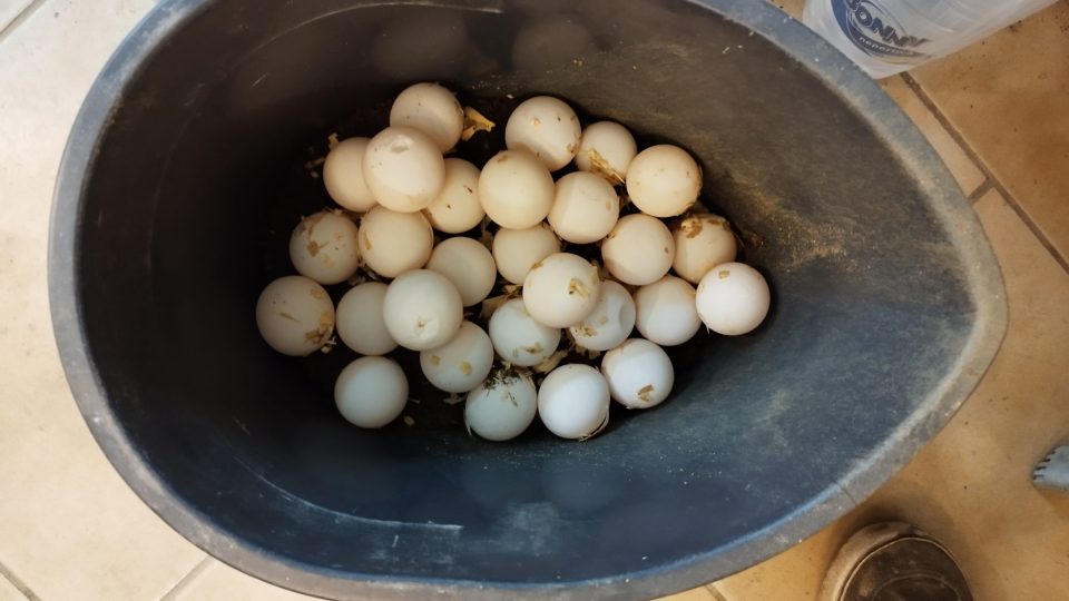 U želv ostruhatých bylo ve snůšce celkem 28 vajec