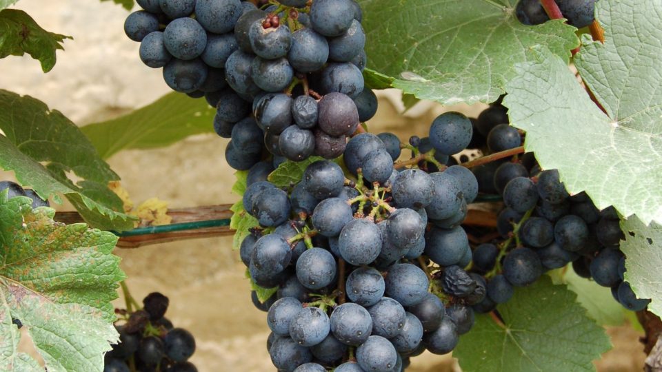 Vinná réva odrůda Rondo 
