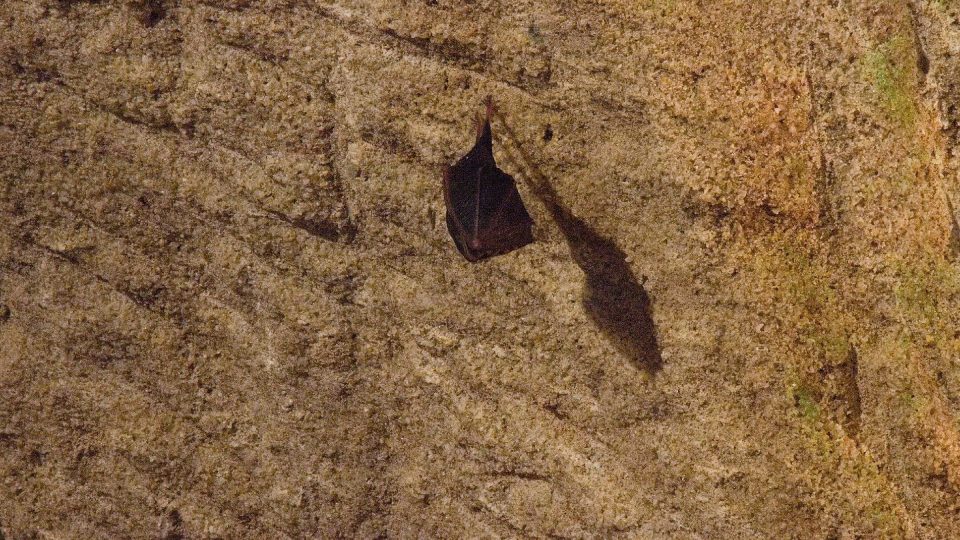 Uzavřené jeskyně během zimy využívají i netopýři, patrně vrápenci malí