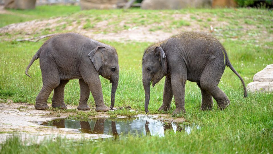 Samičky slona indického
