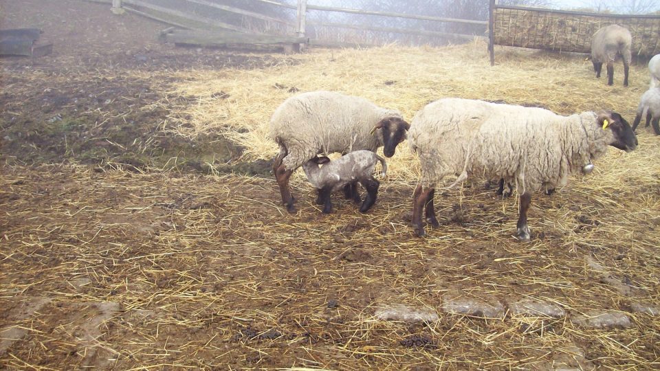 Ovce jako živá sekačka na trávu