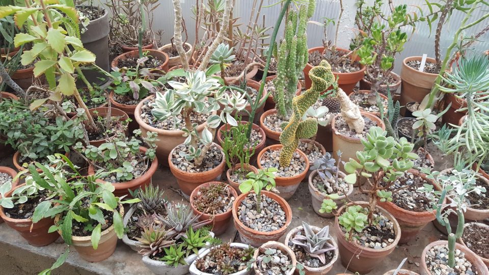 Ve sklenících jsou k vidění subtropické a tropické rostliny, sukulenty a kaktusy a mnoho dalších