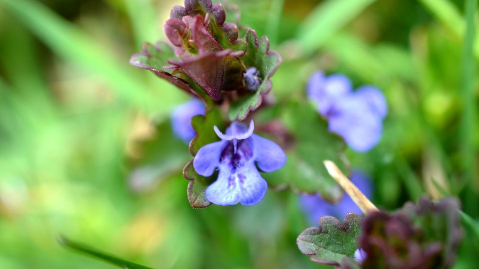 Okrouhlé vstřícné zubaté lístky, podobné břečťanu, a modrofialové květy, to je popenec břečťanolistý