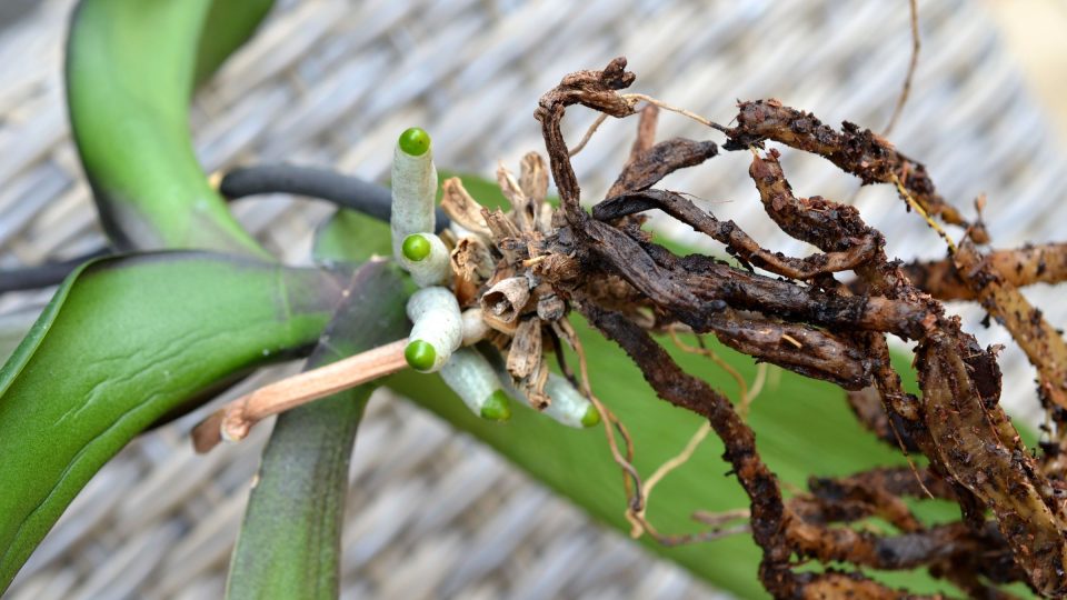 Uhnilé kořeny orchideje způsobila pravděpodobně chybná zálivka
