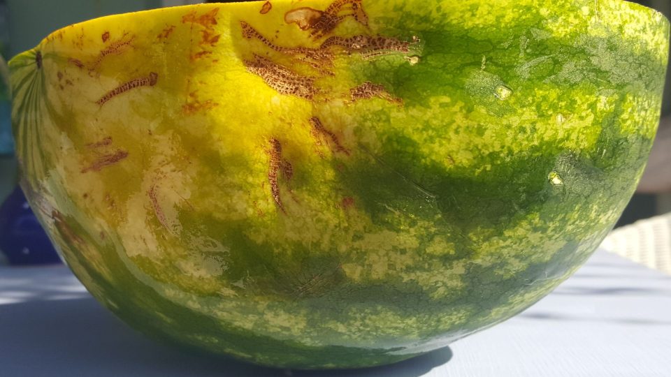Podle žlutého bříška poznáme, že je meloun zralý