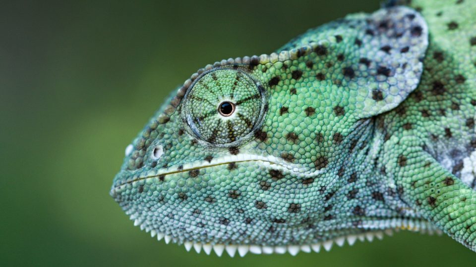 Chameleon límcový v Zooparku Zájezd
