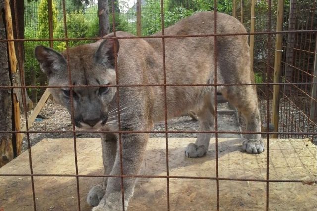 Puma,  která utekla ze zooparku ve Zvoli,  se našla ve Vraném nad Vltavou | foto:  OÚ Vrané nad Vltavou