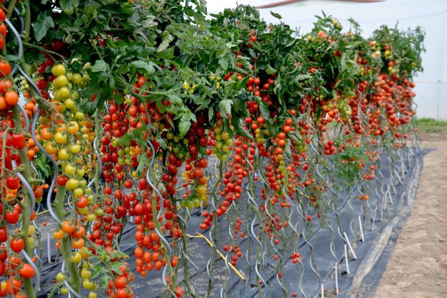 Pěstování rajčat ve velkém | foto: Jolana Nováková,  Český rozhlas