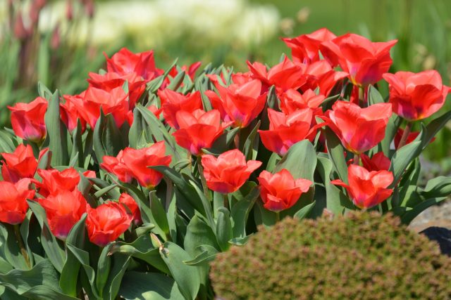 Cibule tulipánů sázíme do země koncem září nebo začátkem října | foto: Jolana Nováková,  Český rozhlas
