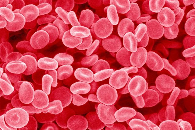 Červené krvinky  (ilustrační foto) | foto: Profimedia