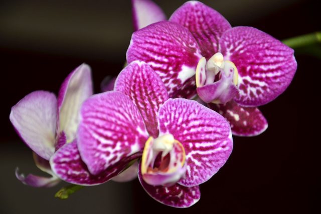 Orchideje ani jiné pokojové rostliny nevykvetou vzápětí po pohnojení čímkoliv | foto: Jolana Nováková,  Český rozhlas