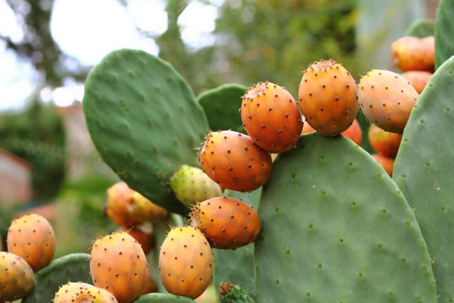 Kaktusový fík | foto: Profimedia
