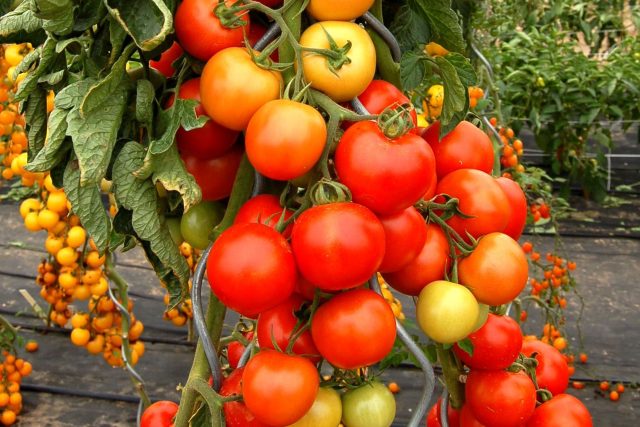 Do klimatizační buňky vysazujeme rajčata nebo papriky | foto: Jolana Nováková,  Český rozhlas