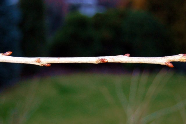 Roub z třešně,  jednoletý,  bez květních pupenů,  vhodný na roubování | foto: Ivan Dvořák