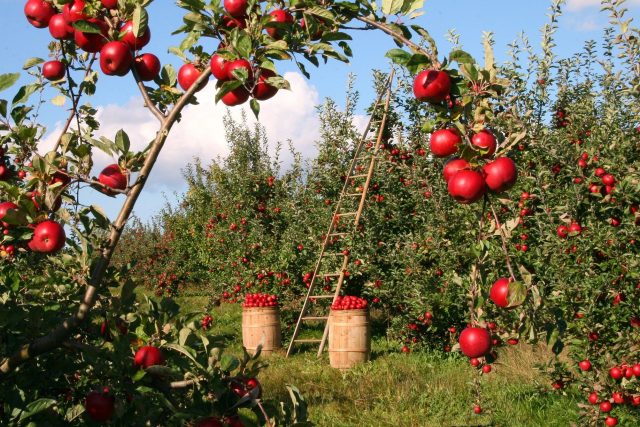 Bohatá úroda jablek  (ilustrační foto) | foto: Fotobanka Pixabay