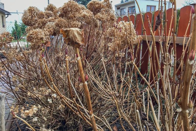 Většina velkokvětých hortenzií má poupata založená v koncových pupenech | foto: Jitka Slezáková,  Český rozhlas