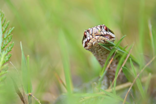 Zmije obecná vykukuje z trávy | foto: Shutterstock