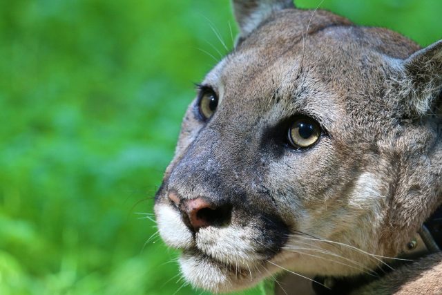 Puma  (ilustrační foto) | foto: skeeze,  Fotobanka Pixabay