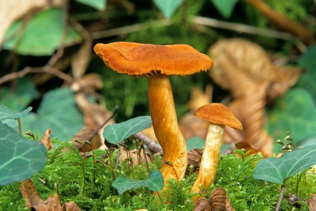 Pavučinec plyšový  (Cortinarius orellanus),  jedovatá houba | foto: Profimedia